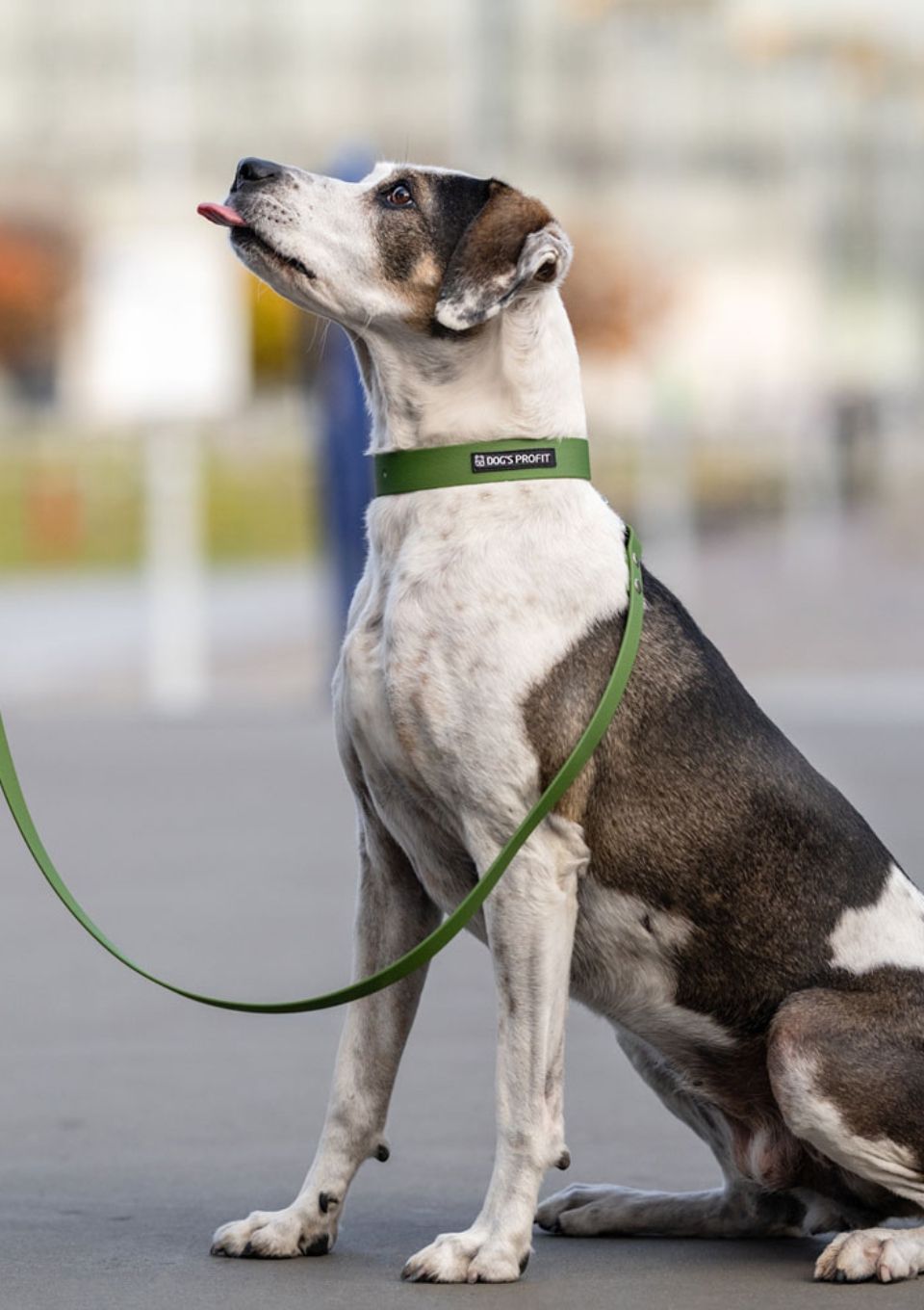 Smycz miejska ADVENTURE OLIVE