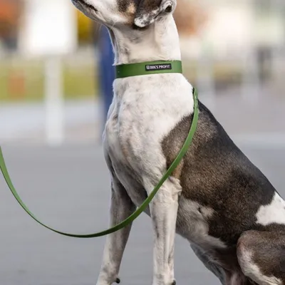 Smycz miejska ADVENTURE OLIVE