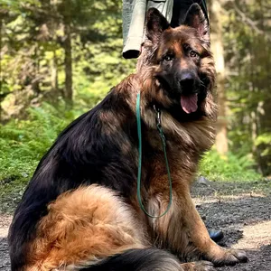 Smycz treningowa 10m Dog's Profit