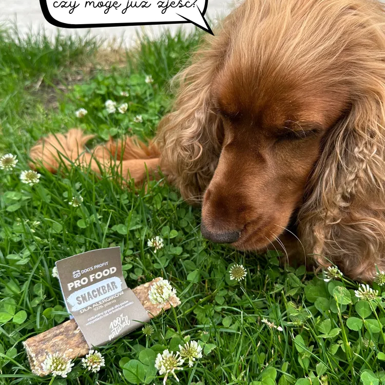 Gryzak dla psa SNACKBAR dla ALERGIKA 100% jeleń 12cm