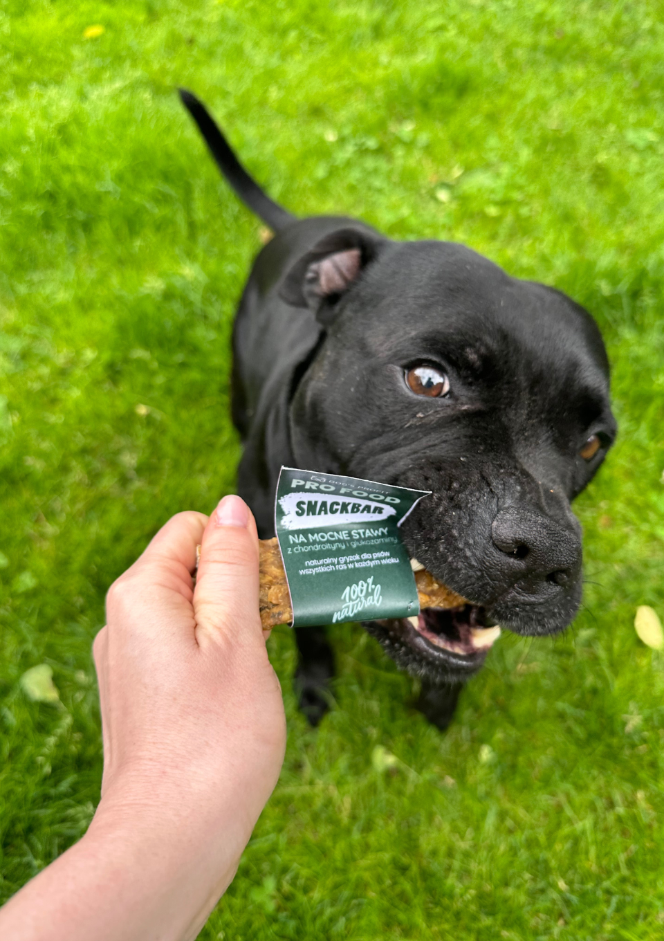 Gryzak dla psa SNACKBAR na MOCNE STAWY z glukozaminą 12cm