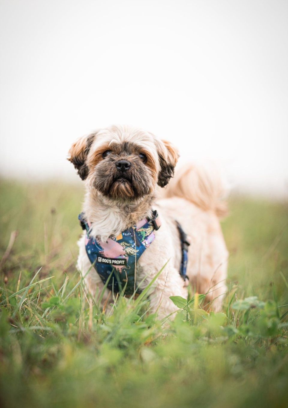 Szelki bezuciskowe PRO-FIT™ ASTRO PIG XS | 20mm