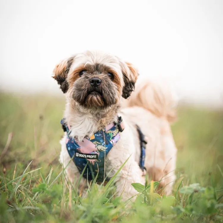 Szelki bezuciskowe PRO-FIT™ ASTRO PIG XS | 20mm