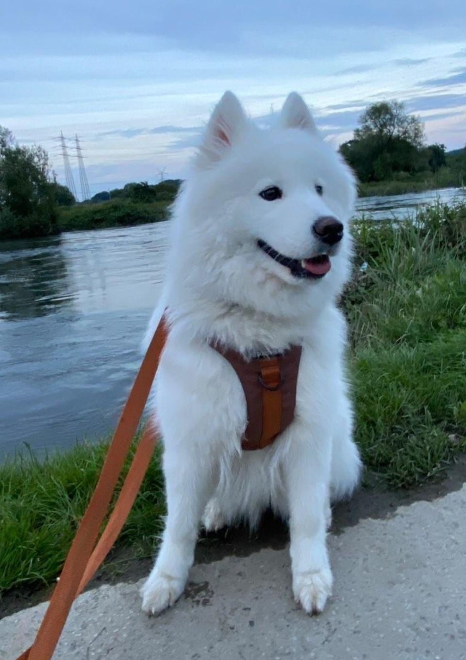 Szelki bezuciskowe PRO-ACTIVE™ CZEKOLADA XS | 20mm