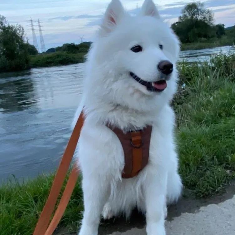 Szelki bezuciskowe PRO-ACTIVE™ CZEKOLADA XS | 20mm