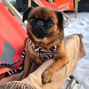 Szelki bezuciskowe dla małego psa Dog's Profit