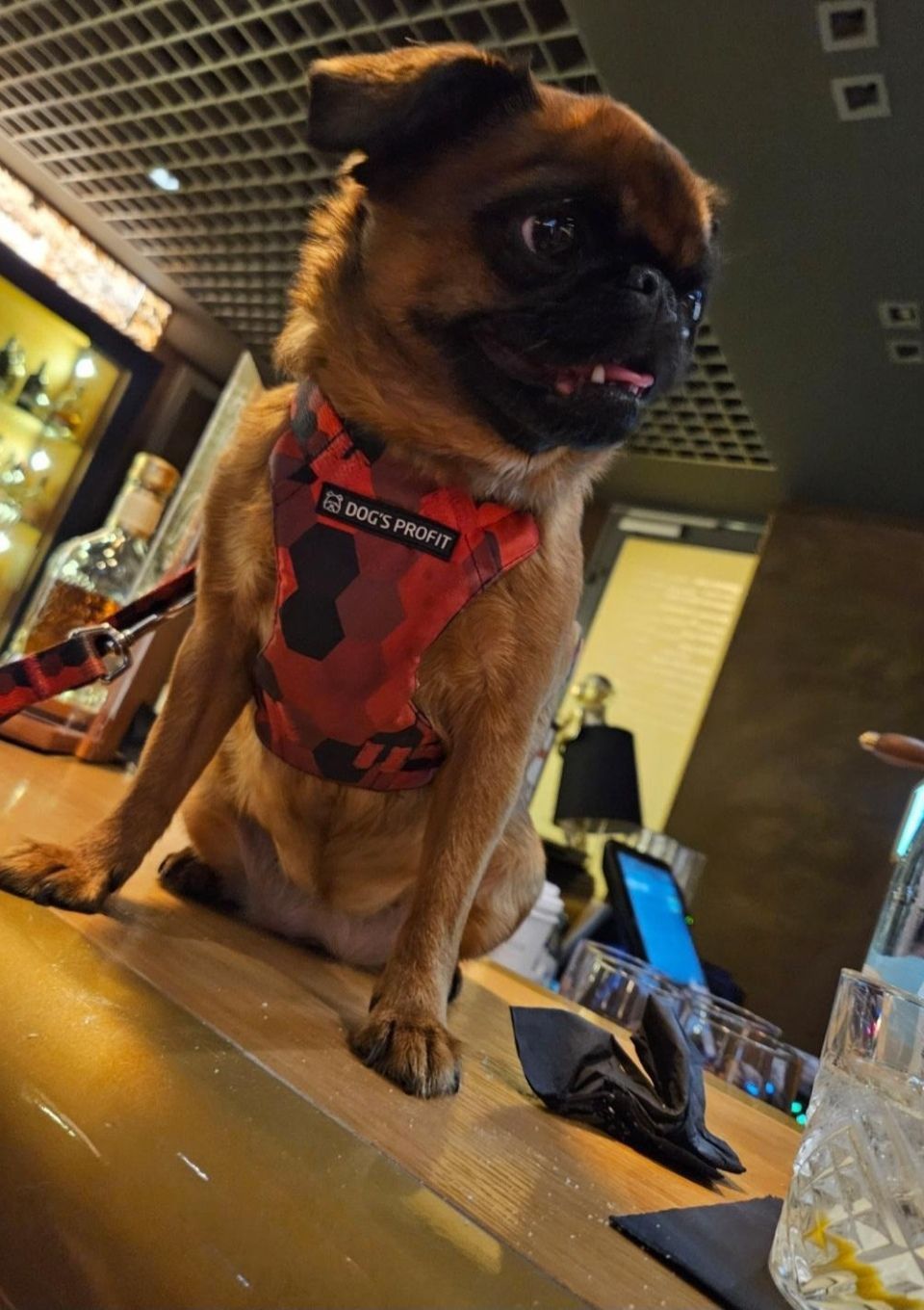 Szelki bezuciskowe PRO-FIT™ DOG&ROLL XS | 20mm