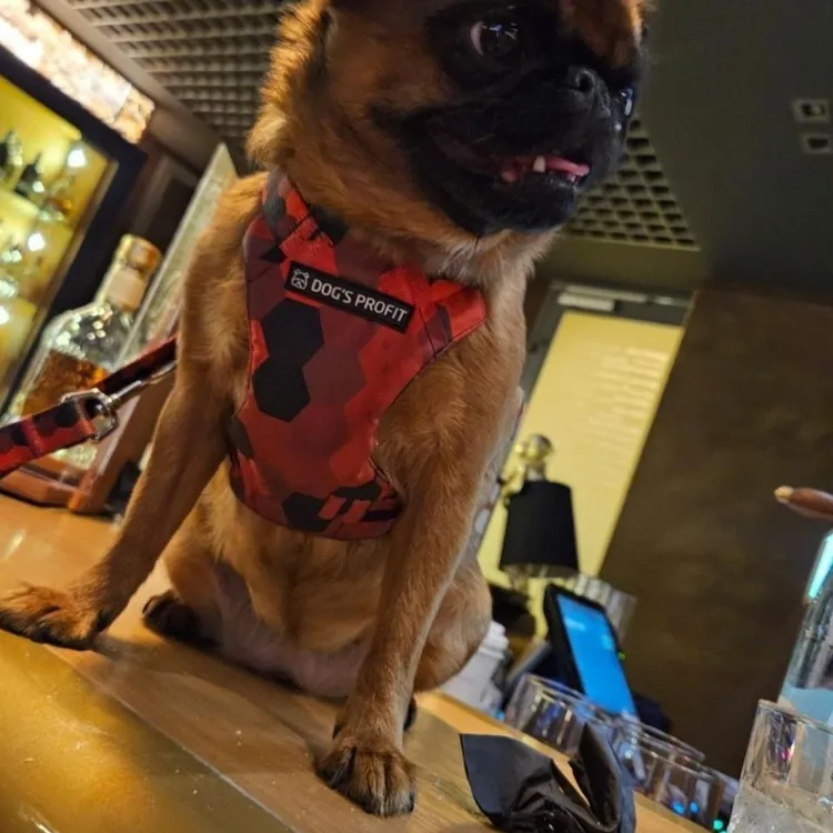 Szelki bezuciskowe PRO-FIT™ DOG&ROLL XS | 20mm