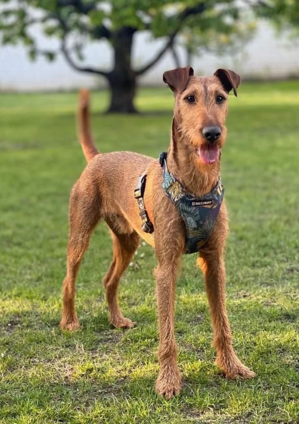 Szelki bezuciskowe PRO-FIT™ EXOTIC XS | 20mm