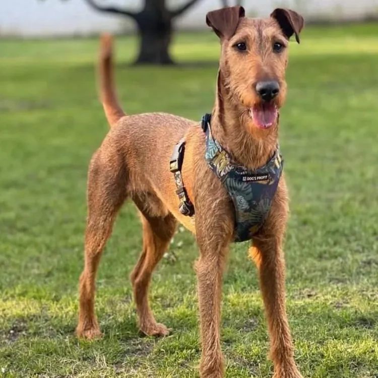 Szelki bezuciskowe PRO-FIT™ EXOTIC XS | 20mm