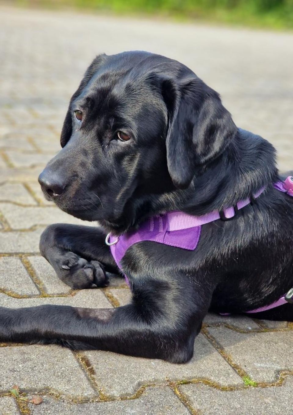 Szelki bezuciskowe PRO-ACTIVE™ FIOLET XS | 20mm