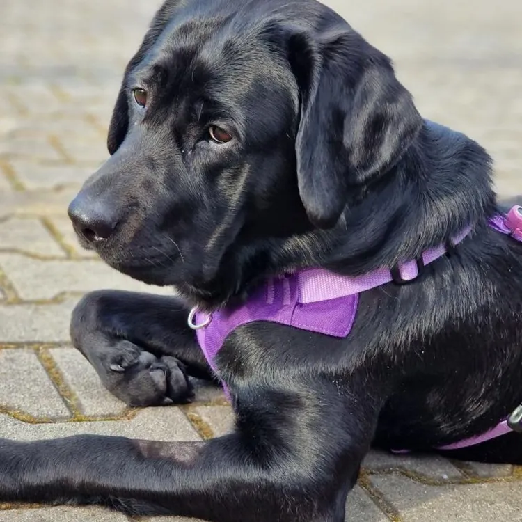 Szelki bezuciskowe PRO-ACTIVE™ FIOLET XS | 20mm