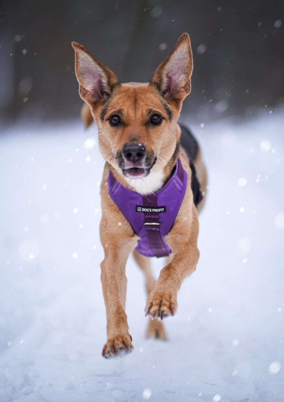 Szelki bezuciskowe PRO-ACTIVE™ FIOLET XS | 20mm