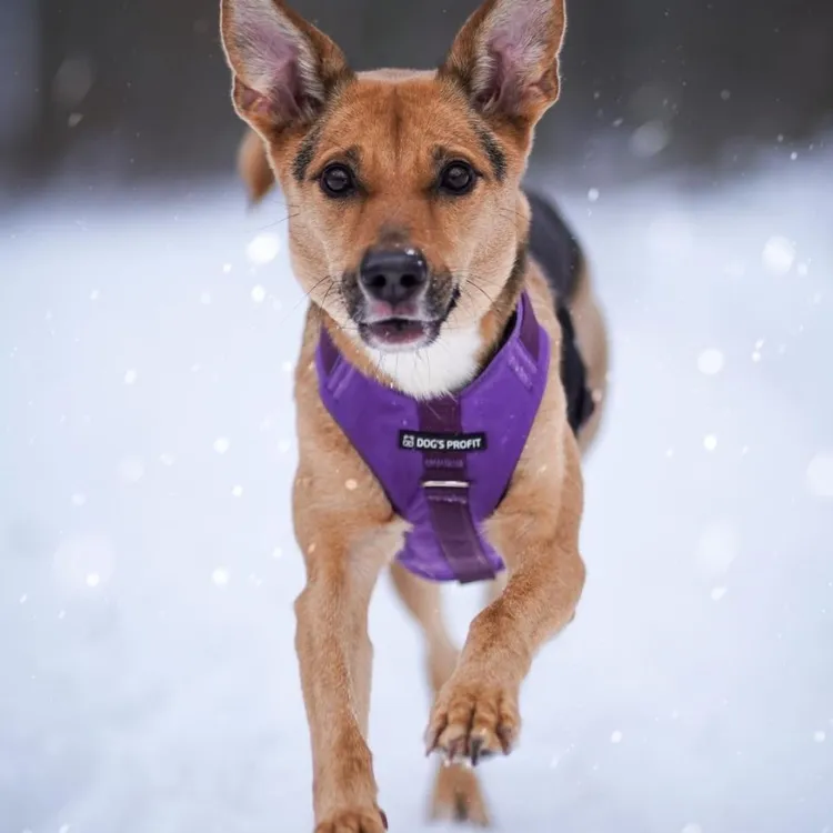 Szelki bezuciskowe PRO-ACTIVE™ FIOLET XS | 20mm