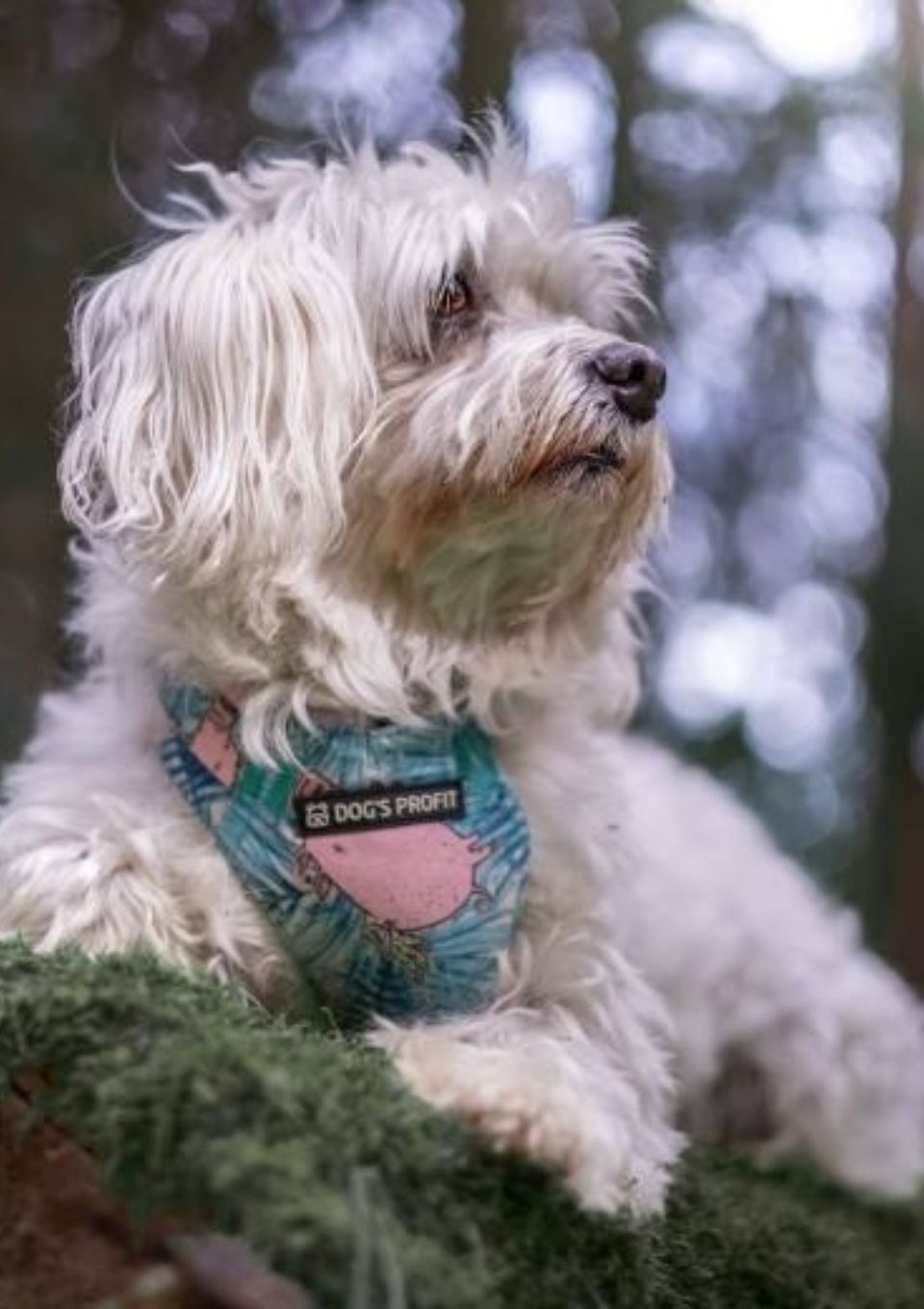 Szelki bezuciskowe PRO-FIT™JUNGLE PIG XS | 20mm