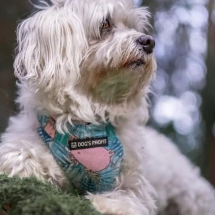 Szelki bezuciskowe PRO-FIT™JUNGLE PIG XS | 20mm