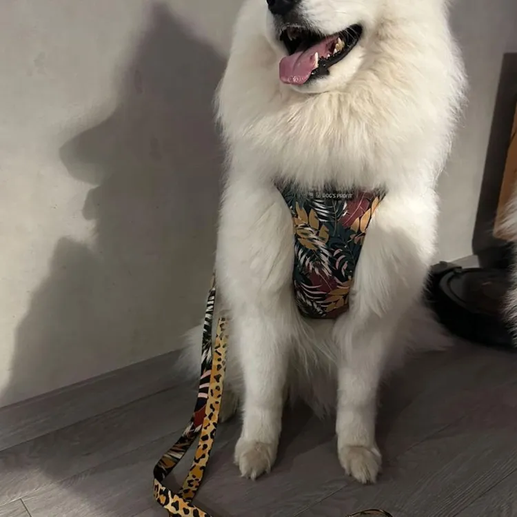 Szelki bezuciskowe PRO-FIT™ PALMS XS | 20mm