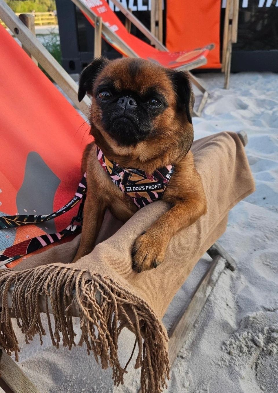 Szelki bezuciskowe PRO-FIT™ PALMS XS | 20mm