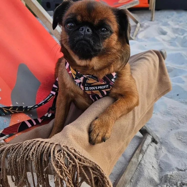 Szelki bezuciskowe PRO-FIT™ PALMS XS | 20mm