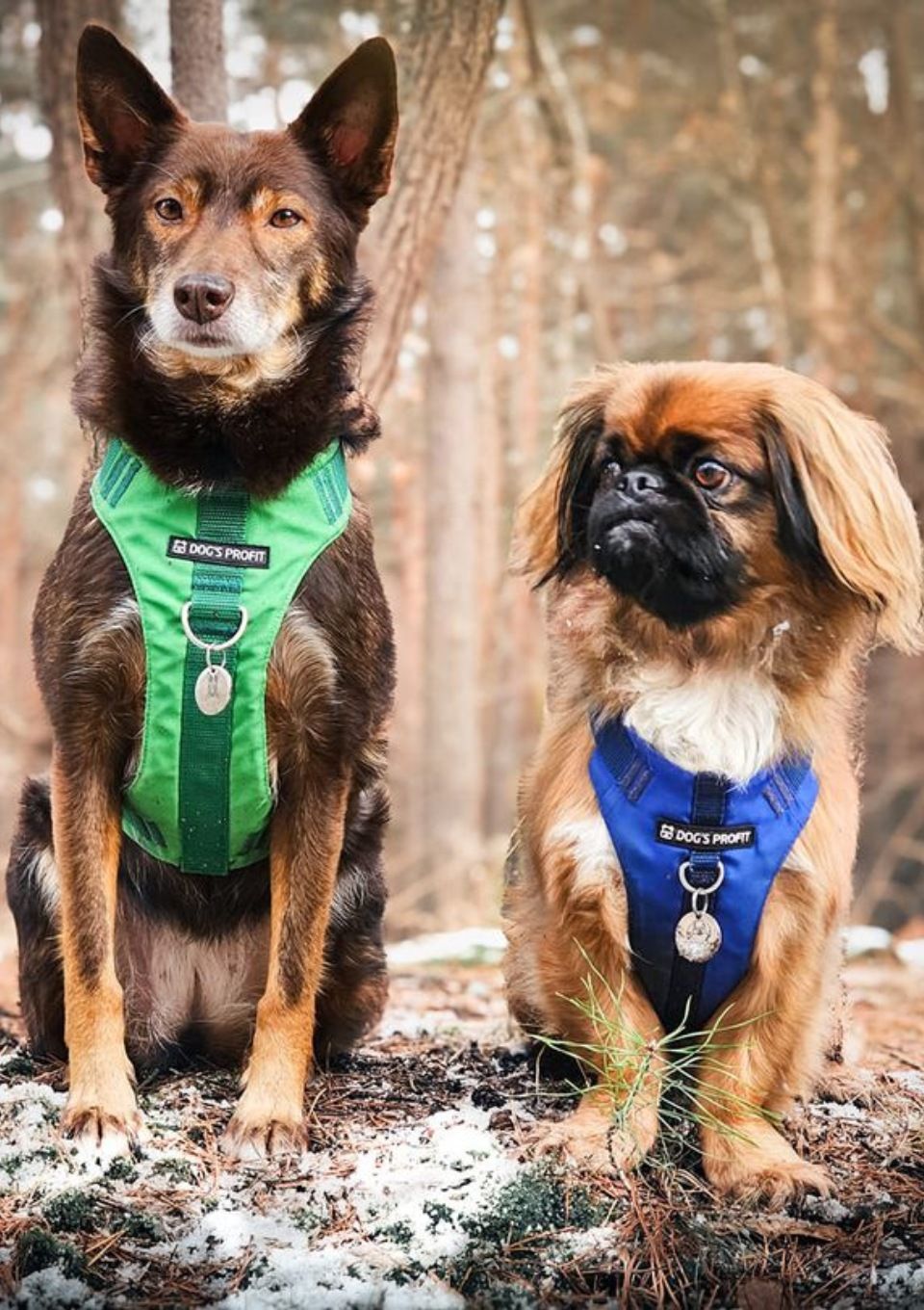 Szelki bezuciskowe PRO-ACTIVE™ ZIELONY XS | 20mm