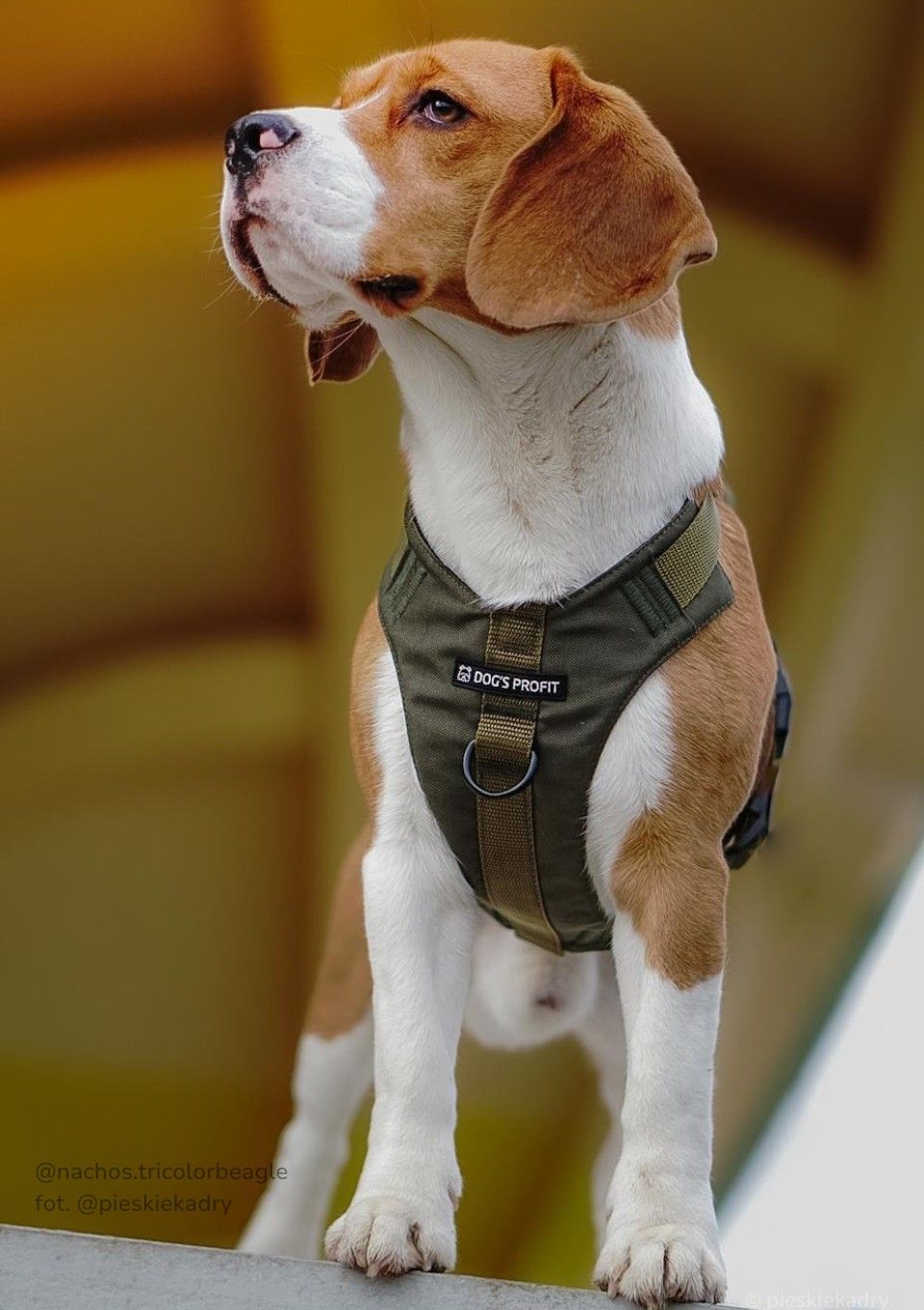 Szelki bezuciskowe PRO-ACTIVE™ KHAKI XS | 20mm