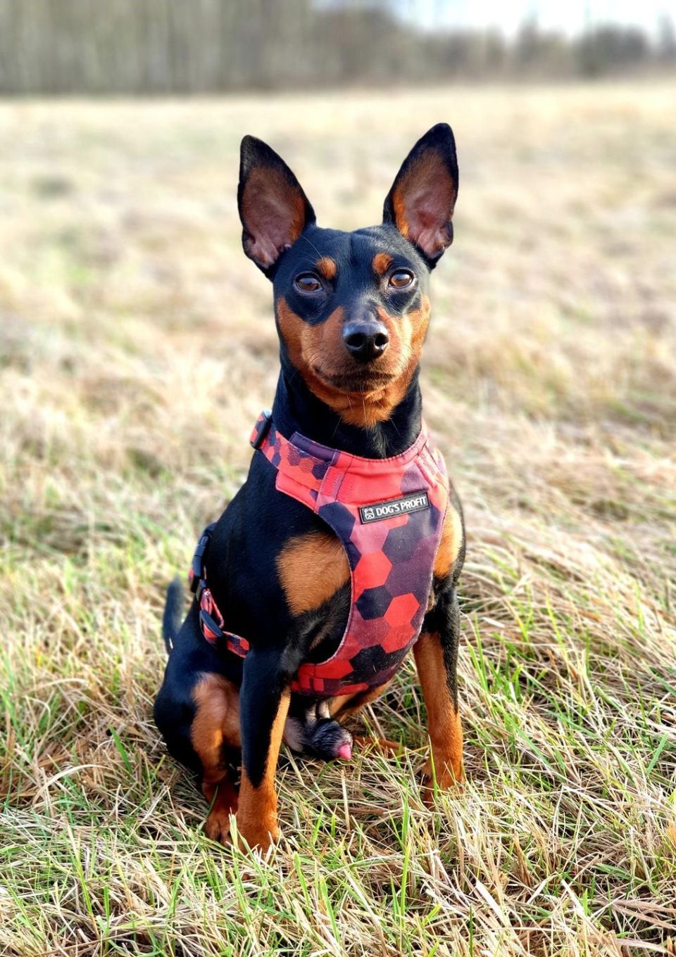 Szelki bezuciskowe PRO-FIT™ DOG&ROLL XS | 20mm