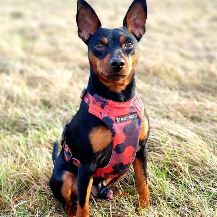 Szelki bezuciskowe PRO-FIT™ DOG&ROLL XS | 20mm