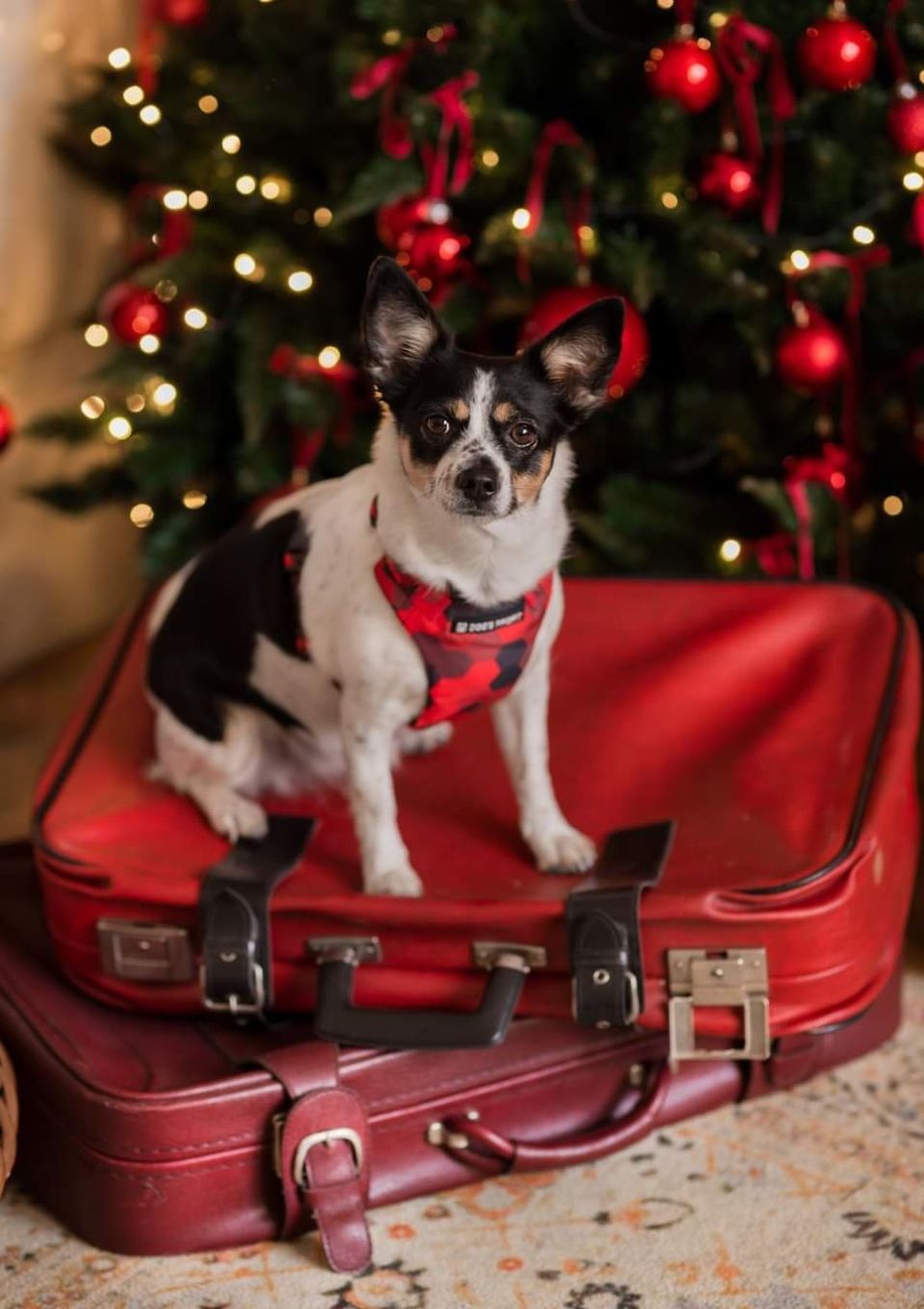 Szelki bezuciskowe PRO-FIT™ DOG&ROLL XS | 20mm