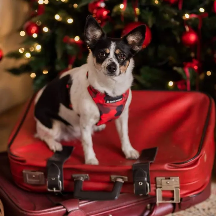 Szelki bezuciskowe PRO-FIT™ DOG&ROLL XS | 20mm