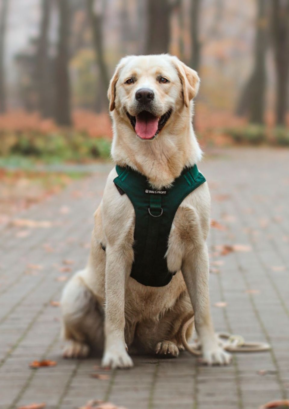 Szelki bezuciskowe PRO-ACTIVE™ BUTELKOWA ZIELEŃ S | 20mm