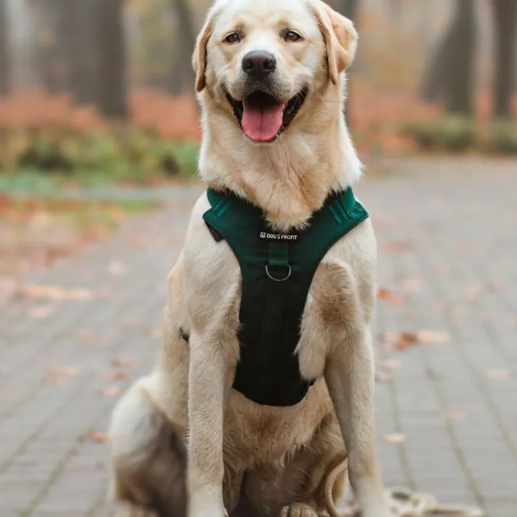 Szelki bezuciskowe PRO-ACTIVE™ BUTELKOWA ZIELEŃ S | 20mm