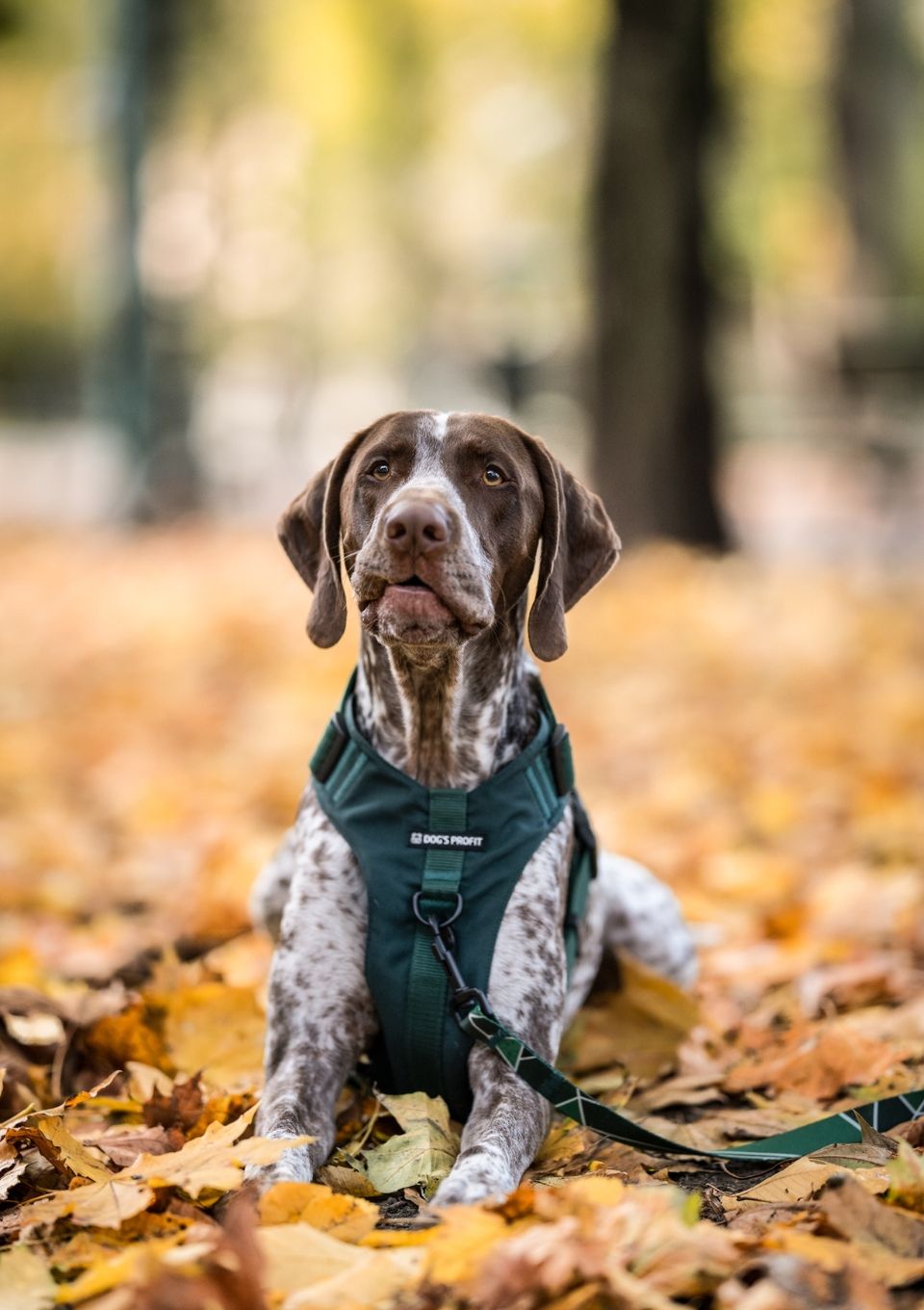 Szelki bezuciskowe PRO-ACTIVE™ BUTELKOWA ZIELEŃ S | 20mm