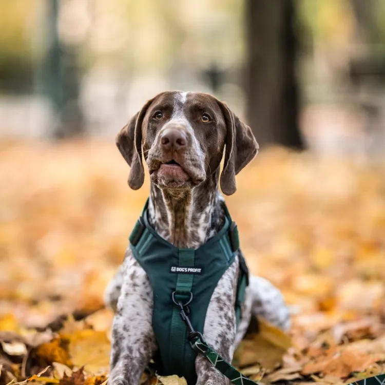 Szelki bezuciskowe PRO-ACTIVE™ BUTELKOWA ZIELEŃ S | 20mm