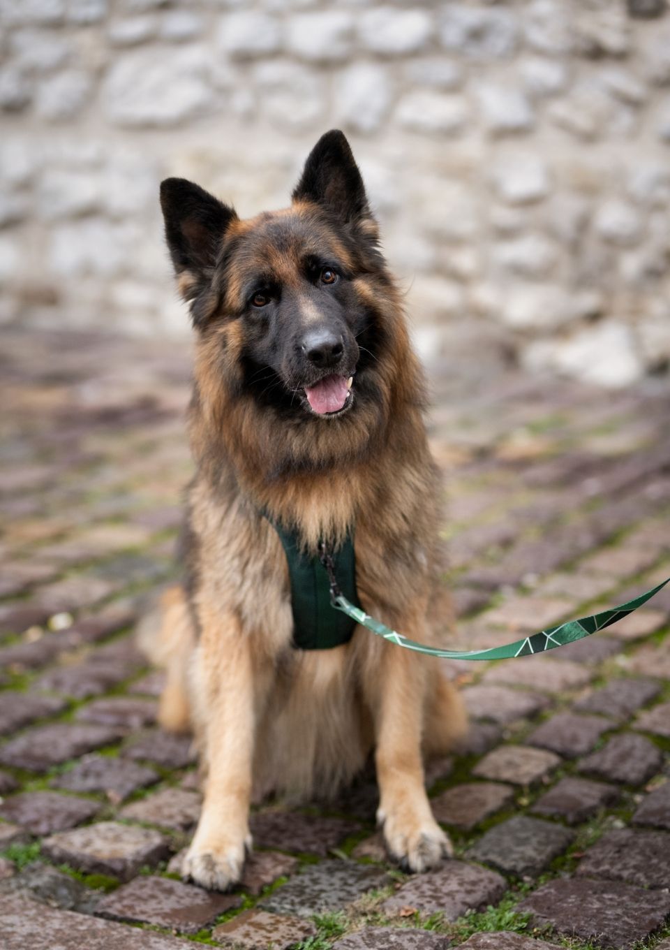 Szelki bezuciskowe PRO-ACTIVE™ BUTELKOWA ZIELEŃ S | 20mm