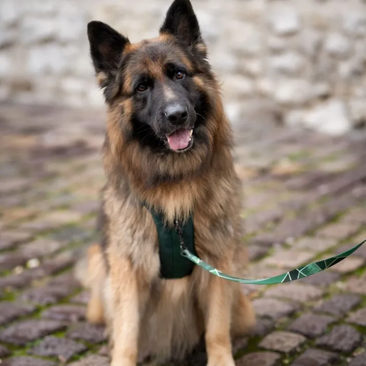 Szelki bezuciskowe PRO-ACTIVE™ BUTELKOWA ZIELEŃ S | 20mm