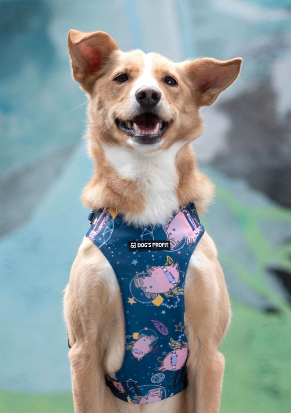 Szelki bezuciskowe PRO-FIT™ ASTRO PIG XS | 20mm