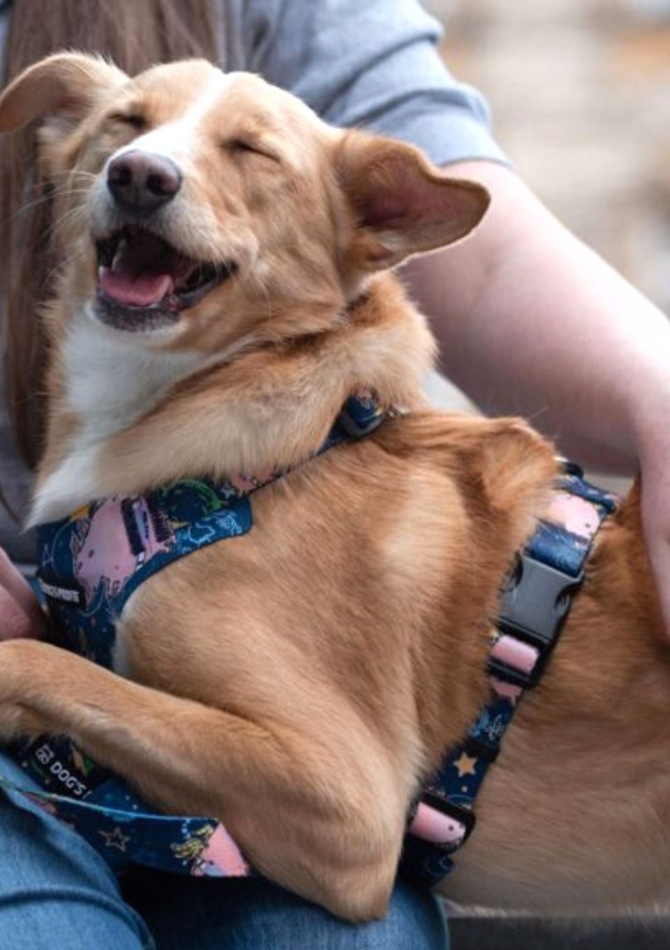 Szelki bezuciskowe PRO-FIT™ ASTRO PIG XS | 20mm