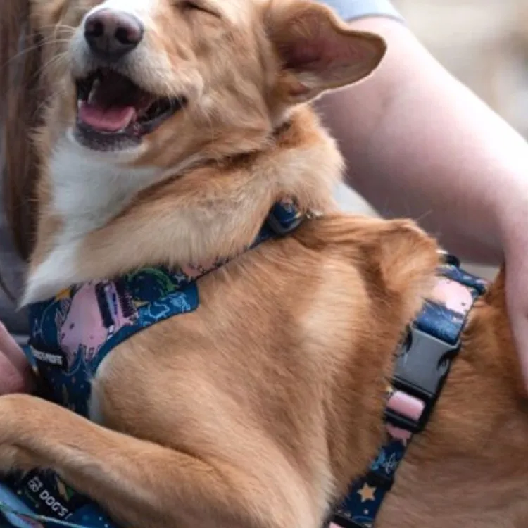 Szelki bezuciskowe PRO-FIT™ ASTRO PIG XS | 20mm