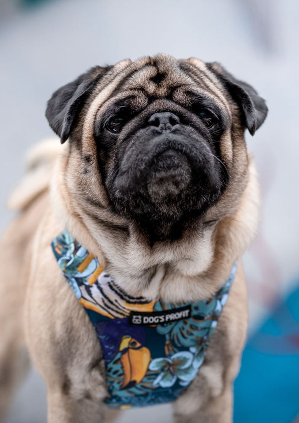 Szelki bezuciskowe PRO-FIT™ EXOTIC XS | 20mm