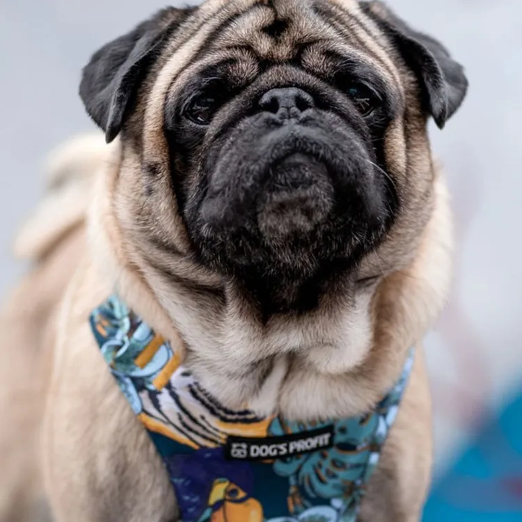 Szelki bezuciskowe PRO-FIT™ EXOTIC XS | 20mm