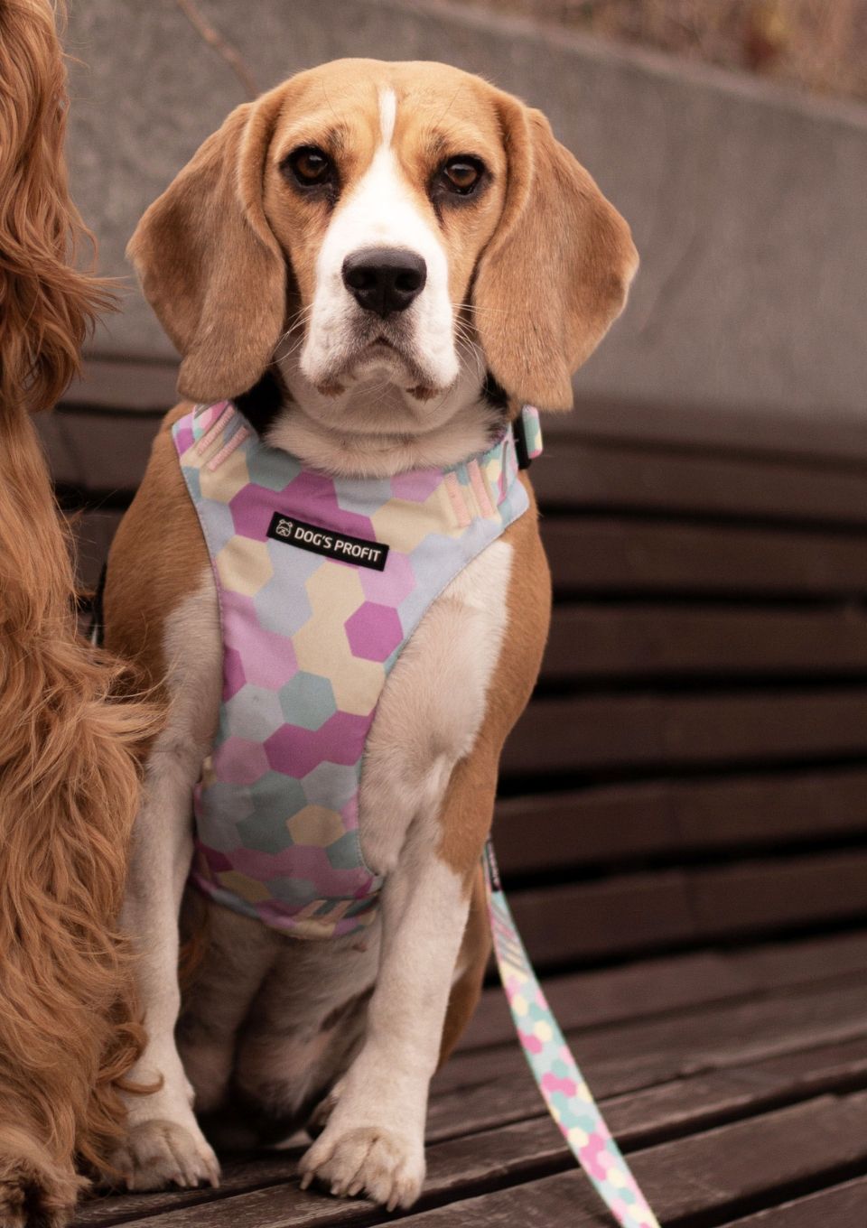 Szelki bezuciskowe PRO-FIT™ MARSHMALLOW XS | 20mm