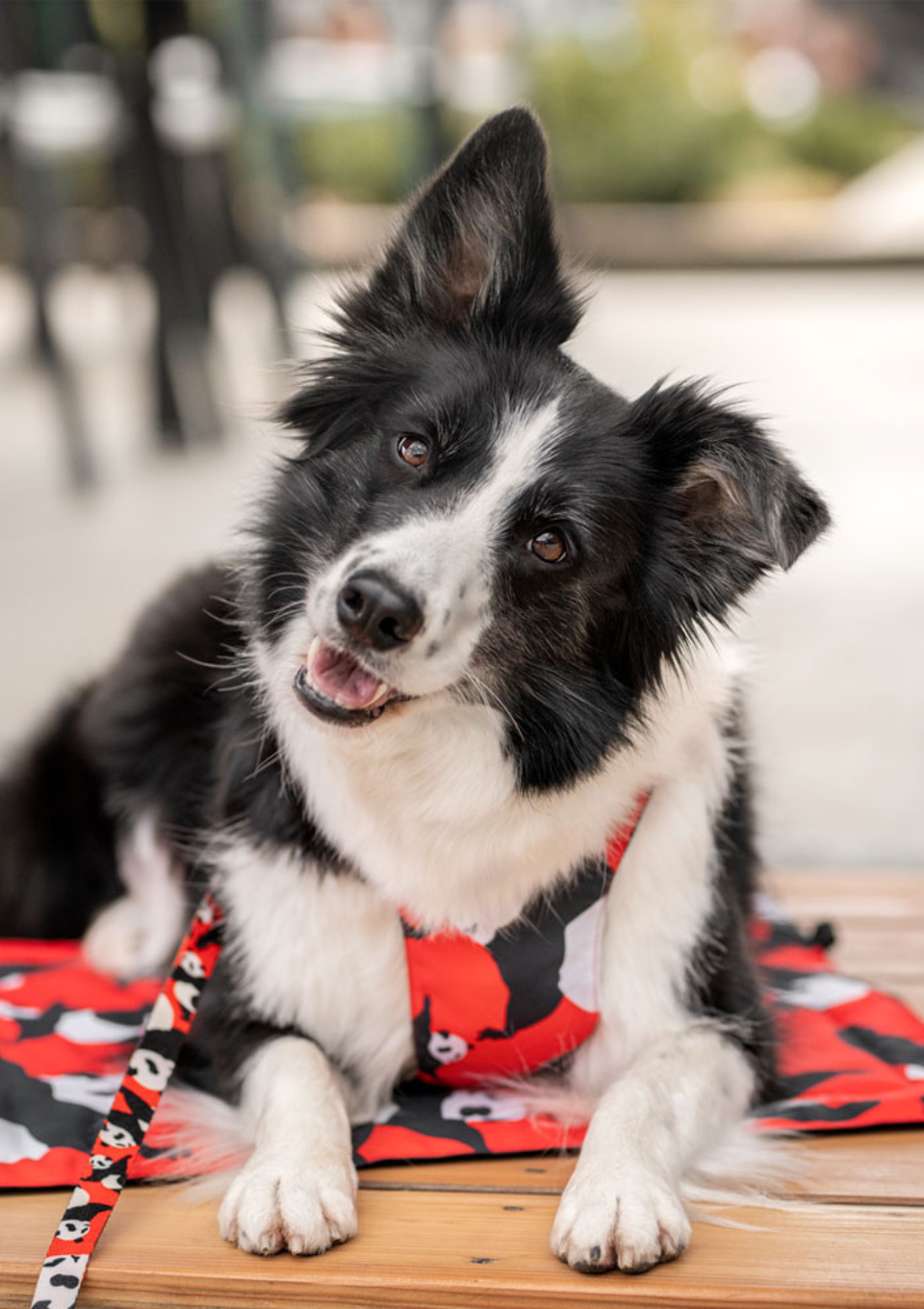 Szelki bezuciskowe PRO-FIT™ PO XS | 20mm