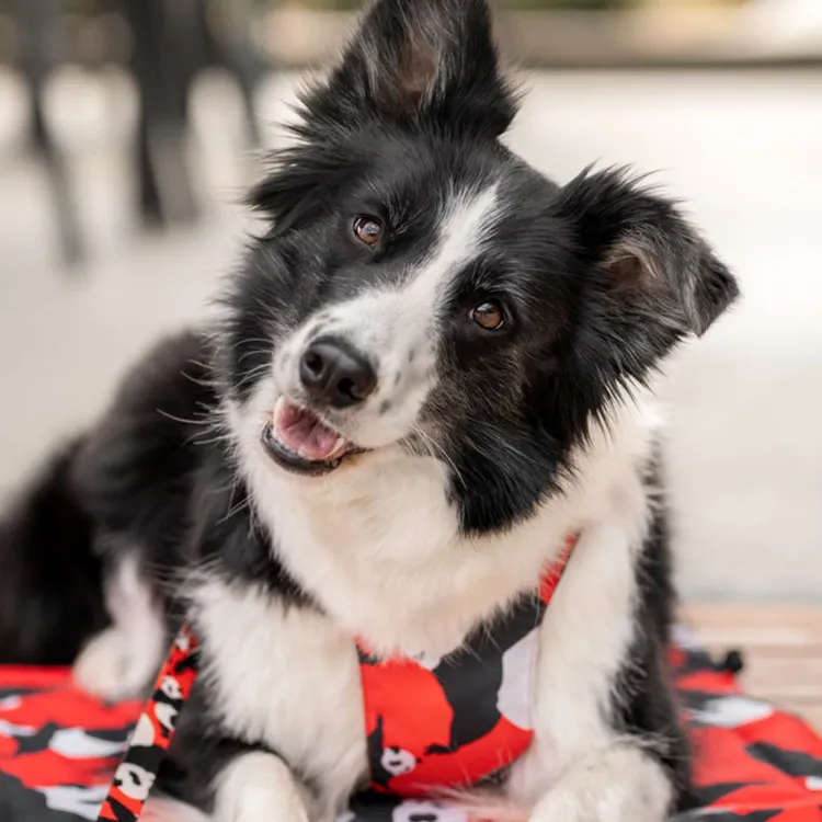 Smycz przepinana PO 200cm 20mm