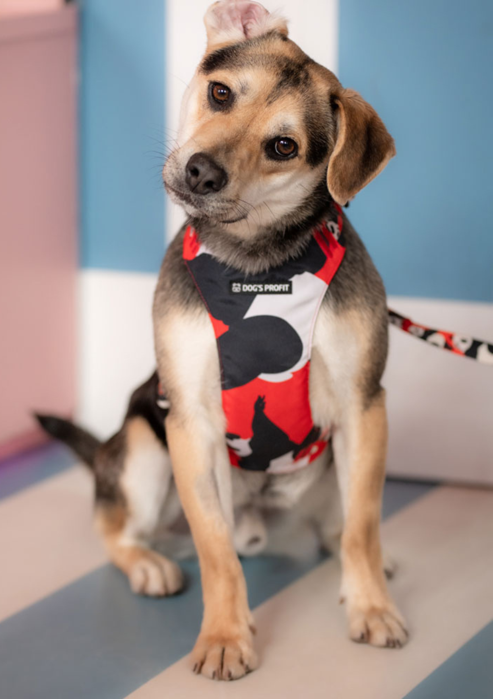 Szelki bezuciskowe PRO-FIT™ PO XS | 20mm