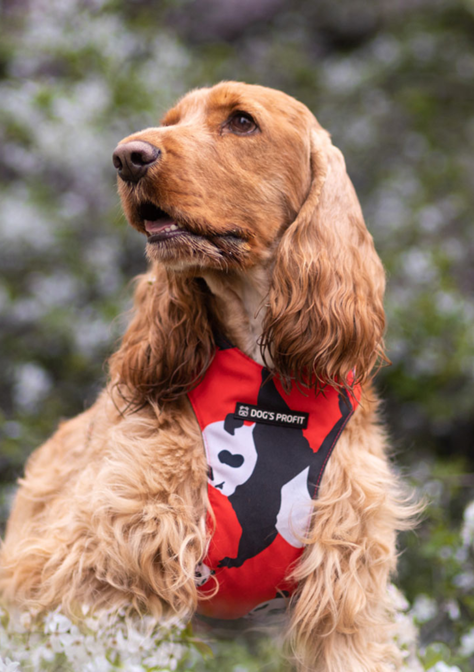 Szelki bezuciskowe PRO-FIT™ PO XS | 20mm