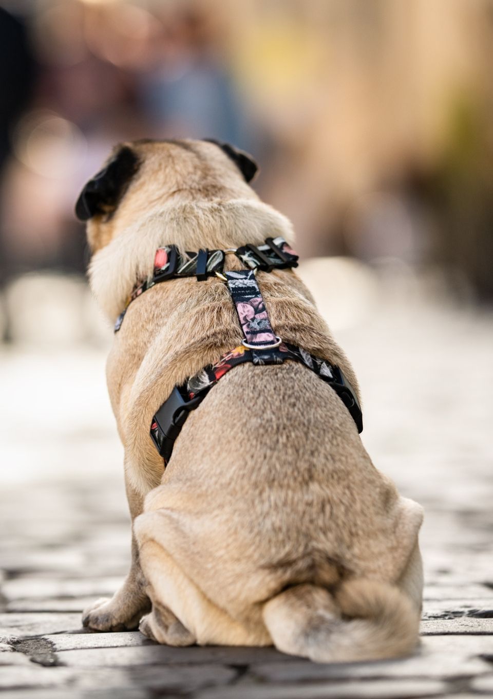 Szelki bezuciskowe PRO-FIT™ RETRO XS | 20mm