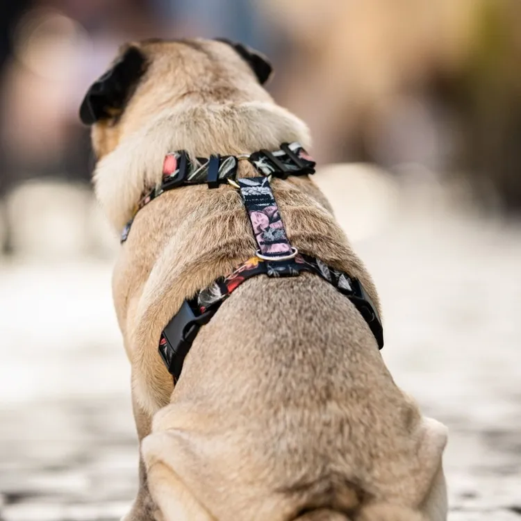 Szelki bezuciskowe PRO-FIT™ RETRO XS | 20mm