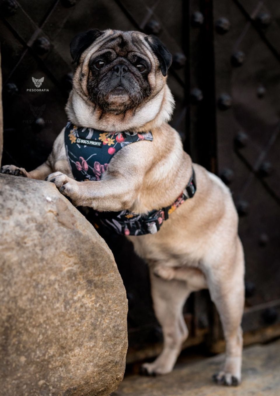 Szelki bezuciskowe PRO-FIT™ RETRO XS | 20mm