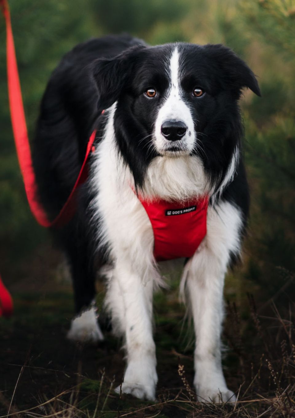 Smycz przepinana ROSSO 200cm 20mm