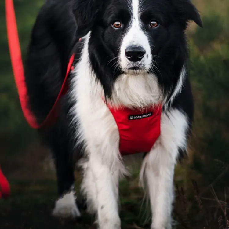 Smycz przepinana ROSSO 200cm 20mm